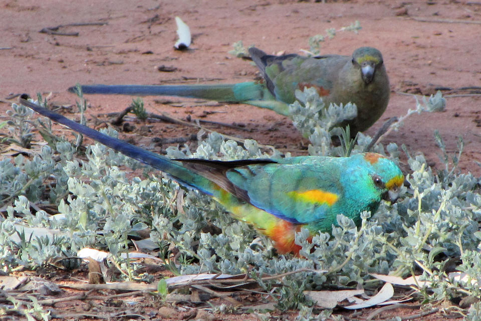 Mulga Parrot (Psephotus varius)